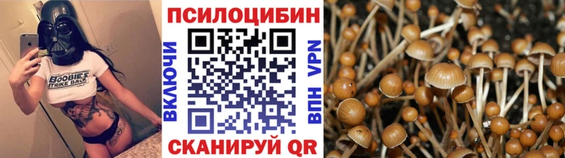 Галлюциногенные грибы Psilocybine cubensis  где найти   Десногорск 
